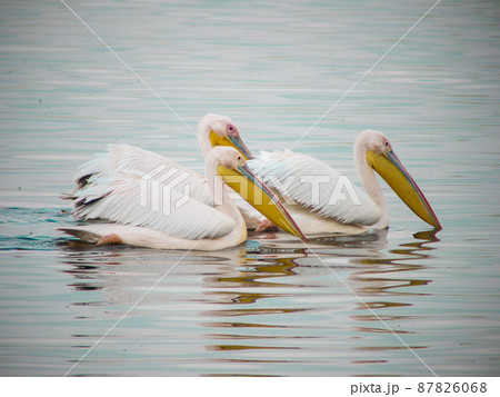 ケニア・ナクル湖国立公園のモモイロペリカン ケニア・ナクル湖国立公園のモモイロペリカン 87826068