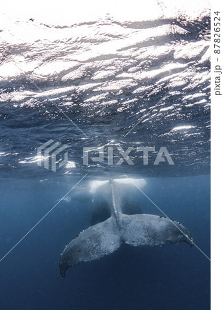 ザトウクジラの尾鰭 87826524