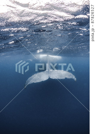 ザトウクジラの尾鰭 ザトウクジラの尾鰭 87826527