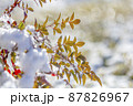 雪と南天の葉。 87826967