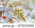 雪と南天の葉。 87826968