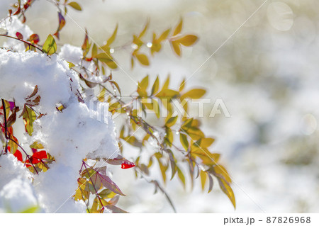 雪と南天の葉。 87826968