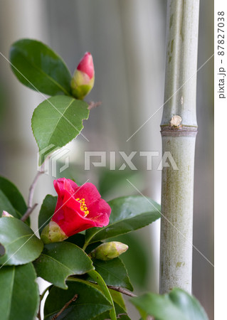 椿の花と竹 椿の花と竹 87827038