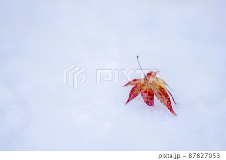 積もった雪の上の紅葉の葉。 87827053