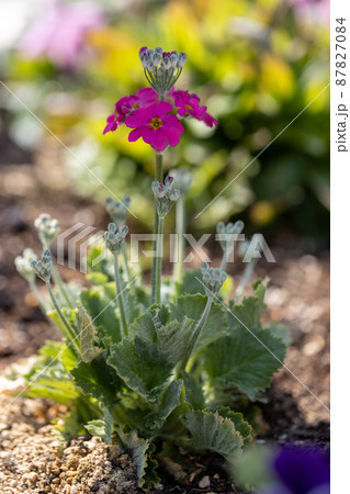 プリムラ・マラコイディスの花 87827084
