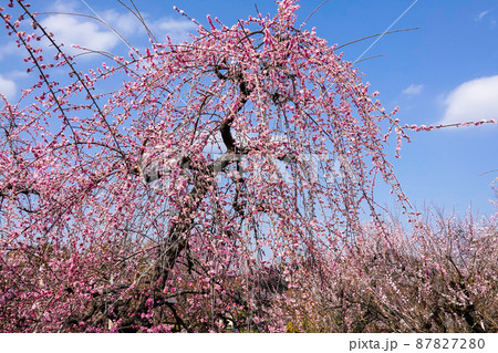 しだれ梅 87827280