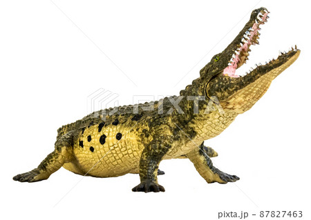 crocodile on isolated background crocodile on isolated background 87827463