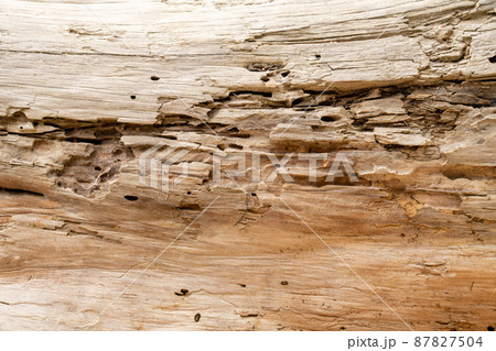 fragment of a tree close up with holes eaten by termites 87827504