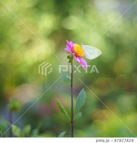 花と蝶を西洋絵画風に撮り描く 花と蝶を西洋絵画風に撮り描く 87827829