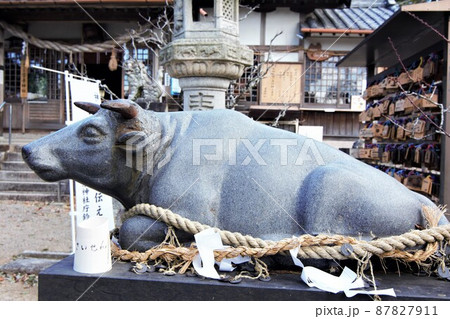 国分天神菅原神社本殿前の使いの牛 87827911