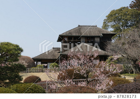 咲き揃った梅の花と偕楽園好文亭 咲き揃った梅の花と偕楽園好文亭 87828173