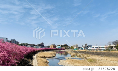 満開の桜並木(河津桜)と青空［乙川/愛知県岡崎市］ 87828220