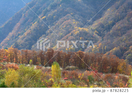 観音沼森林公園の紅葉　2021-11-3　＃92 87828225
