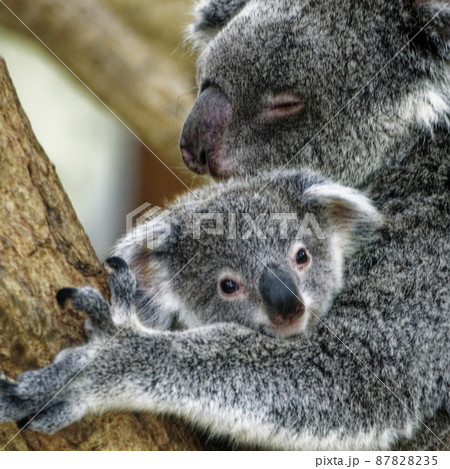 子供のコアラを抱く母コアラ 87828235