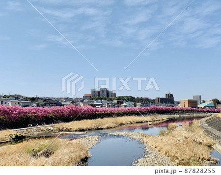 桜並木(河津桜)と青空［乙川/愛知県岡崎市］ 87828255