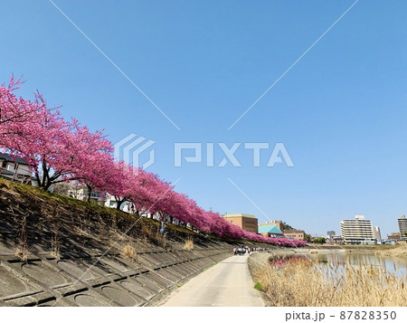 河津桜の桜並木［乙川/愛知県岡崎市］ 87828350