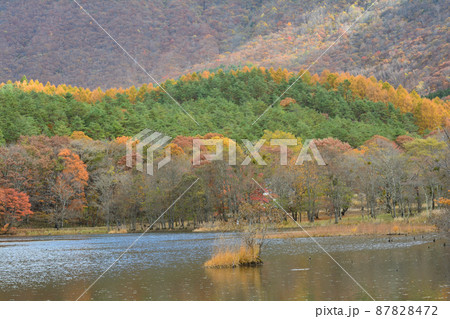 観音沼森林公園の紅葉 2021-11-3 #99 観音沼森林公園の紅葉 2021-11-3 #99 87828472