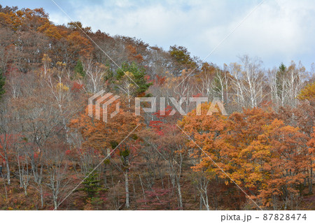 観音沼森林公園の紅葉 2021-11-3 #101 観音沼森林公園の紅葉 2021-11-3 #101 87828474