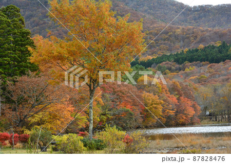 観音沼森林公園の紅葉 2021-11-3 #103 観音沼森林公園の紅葉 2021-11-3 #103 87828476