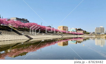 満開の桜並木(河津桜)と青空の水鏡［乙川/愛知県岡崎市］ 87828482