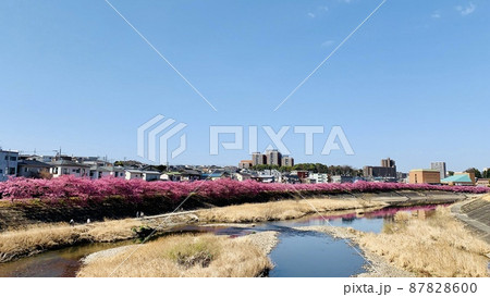 満開の桜並木(河津桜)と青空［乙川/愛知県岡崎市］ 87828600
