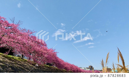 桜並木(河津桜)と青空［乙川/愛知県岡崎市］ 87828683