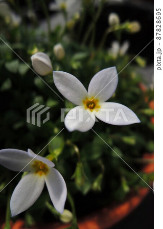 ヒナソウ（雛草）Houstonia caerulea　白色 87828695