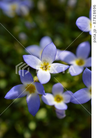 雛草、トキワナズナ　Houstonia caerulea 87828696