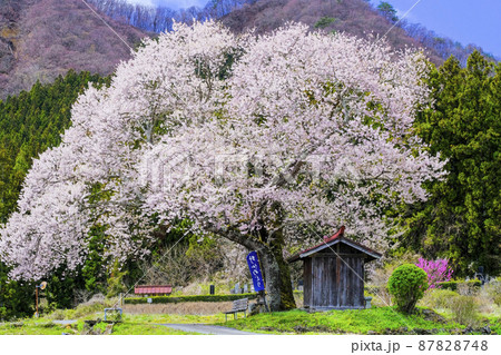 一宮地蔵尊の桜 一宮地蔵尊の桜 87828748