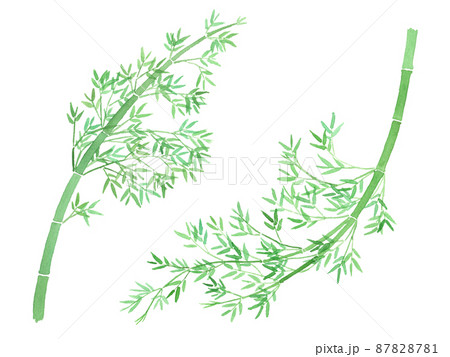 竹の水彩素材 87828781