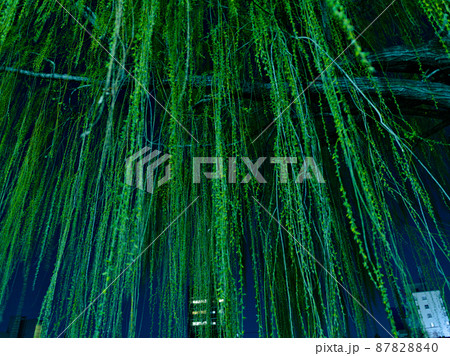 夜のシダレヤナギ 夜のシダレヤナギ 87828840