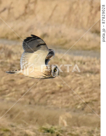 手賀沼の野鳥　コミミズク 87829028