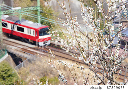 梅の花と電車（京浜急行） 87829073