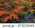 巴川の紅葉 87829089