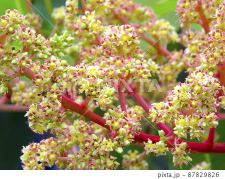 マンゴーの花(花期2月~4月) マンゴーの花(花期2月~4月) 87829826