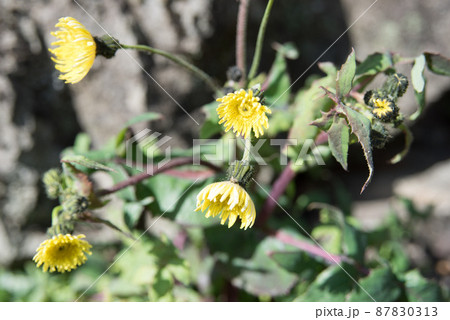 ノゲシの花 ノゲシの花 87830313