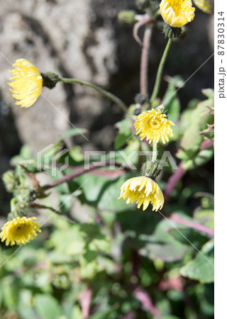 ノゲシの花 ノゲシの花 87830314