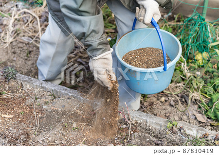 バケツを持って家庭菜園に肥料をまくシニア男性 87830419