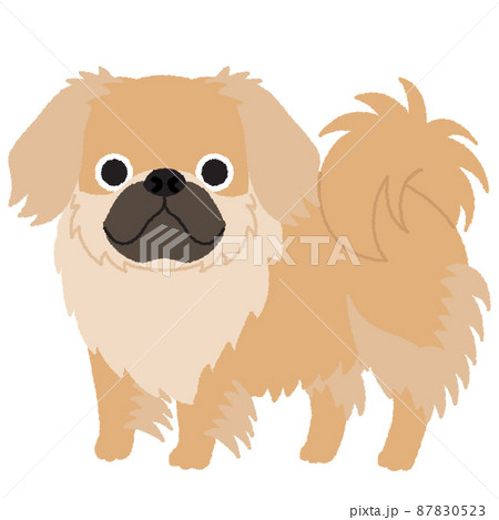 チベタンスパニエルの犬イラストのイラスト素材