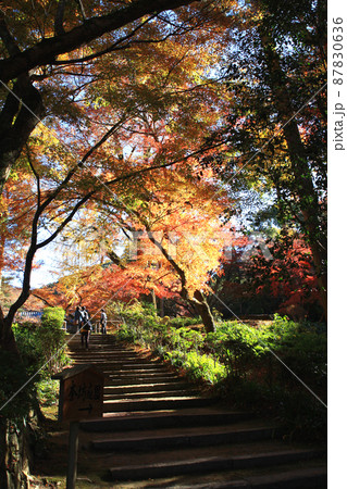 福岡県の低山「清水山」 紅葉のハイキングコース 福岡県の低山「清水山」 紅葉のハイキングコース 87830636