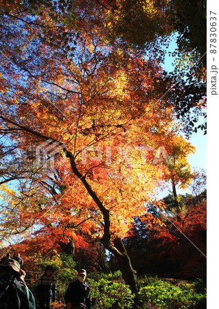 福岡県の低山「清水山」 紅葉のハイキングコース 福岡県の低山「清水山」 紅葉のハイキングコース 87830637