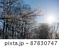 釧路川源流から望む太陽と凍った木々2 87830747