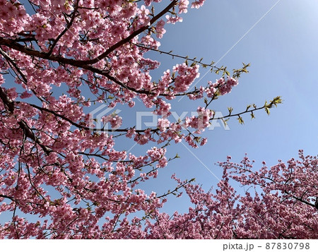 河津桜［乙川/愛知県岡崎市］ 87830798