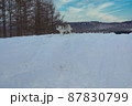 雪原のハスキー 87830799