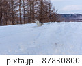 雪原のハスキー2 87830800