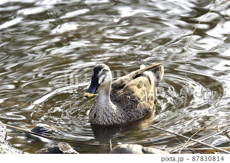 公園の池のカモ 公園の池のカモ 87830814