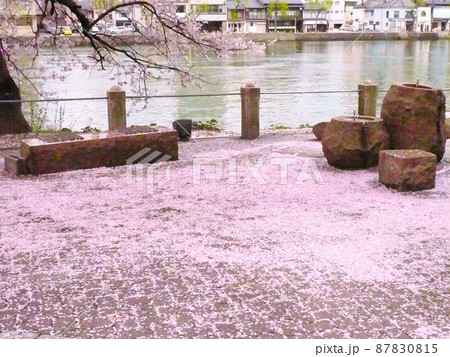 松江市八軒屋公園 桜の絨毯 松江市八軒屋公園 桜の絨毯 87830815