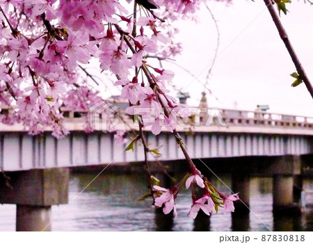 山陰観光 松江大橋と枝垂桜 山陰観光 松江大橋と枝垂桜 87830818