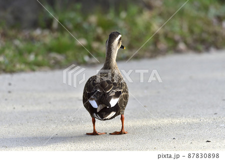 公園の道を歩くカモ 87830898