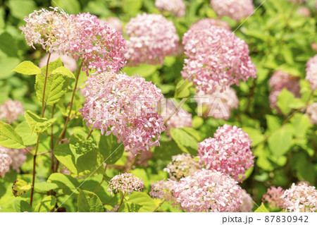 横浜八景島の紫陽花 4 87830942